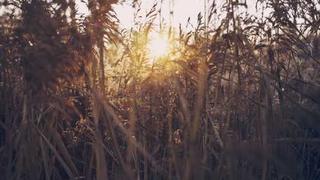 红桃免费视频网站-美食教程